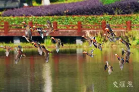 江苏：候鸟翩跹 秋景如画图片