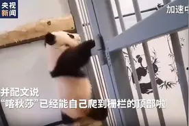 旅俄大熊猫宝宝“喀秋莎”攀爬栅栏，网友乐翻：学会了“越狱”？图片