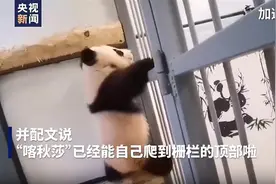 旅俄大熊猫宝宝“喀秋莎”攀爬栅栏，网友乐翻：学会了“越狱”？图片