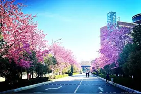 春天里的昭通印象 | 昭阳：万家灯火寻你来 樱花璀璨作聘礼图片