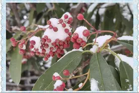 济南高新一实验学生赴一场与雪的邂逅图片
