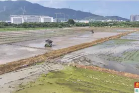 在深汕盐碱地种出高产水稻图片