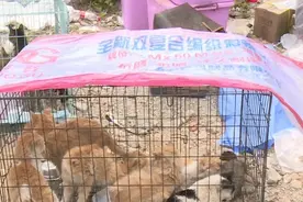 云浮数百只弃猫已转移至广州！记者实地走访→图片