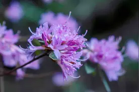 有一种叫云南的生活丨澄江百草箐：杜鹃花盛放  解锁“限定浪漫”图片