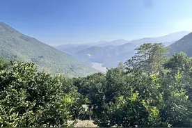个旧：荒山变果园 甜橙迎丰收图片
