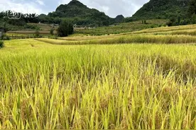 面对“水稻上山”误解院士自我反思 周国辉：科学家也要学着当“科小二”图片