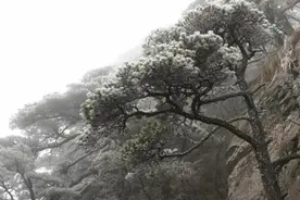 安徽下雪了！多个高速路口间断放行、临时封闭图片
