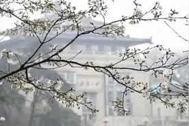 武汉大学：樱花已大量凋谢，赏樱预约通道今起关闭图片
