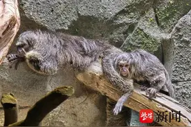 南京红山动物园白面僧面猴“杜杜”一家喜添新丁图片