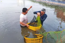 南美对虾，安岳“鲜”上！图片
