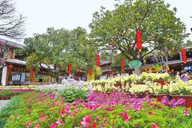 丽江古城鲜花迎春图片