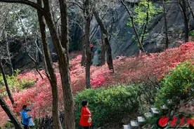 “五一”去哪玩？青岛大珠山景区踏春游园攻略请收好图片