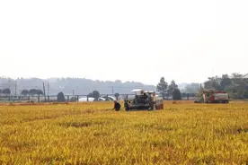 全力跑出城乡融合“加速度”——长沙县安沙镇以党建赋能奏响乡村振兴新乐章图片