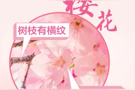 一图读懂|花海翻腾！京津冀赏樱攻略来了图片