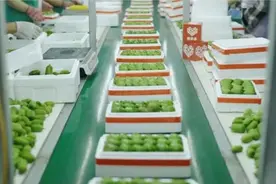 拼多多“新质商家扶持计划”首个11.11：有商家新品销量环比增长12倍图片