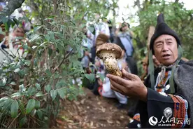 开山喽！这里松茸采摘“仪式感”拉满图片