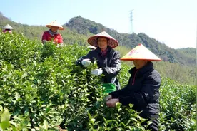 杭州临安首批春茶开采，霜冻影响部分新芽，但品质不减图片