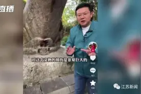 南京灵谷寺明代龟趺脖颈被游客点蜡熏黑，或产生不可逆损伤图片