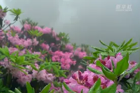 浙江天台：千年杜鹃云中盛开图片