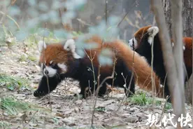 红山动物园7月龄小熊猫和游客见面，完美遗传妈妈的“酱油”肤色图片