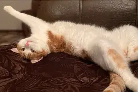 俄媒：一宠物猫被列车员扔下火车后死亡，当事公司道歉图片