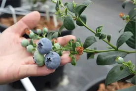 三角田居委会：大棚无土栽培蓝莓获成功图片