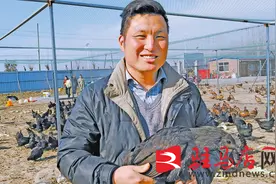 五黑鸡“啄”出乡村振兴致富路图片