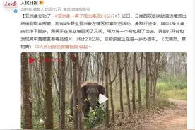 亚洲象一鼻子甩出毒品2.8公斤 网友：大象可不是白溜达的图片