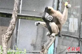 广州动物园长臂猿“猿胜”迎周岁 性别仍是谜图片