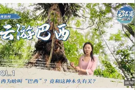 这就是巴西丨“Brazil”是怎么来的？可以从中国“瓷器”说起......图片