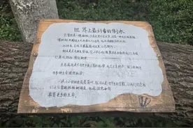南京红山动物园，一棵倒下的树火了又火图片