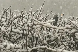 实时路况直播丨西安多路段积雪管制 出行注意安全图片
