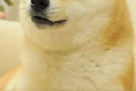 经典表情包 “神烦狗 Doge”的原型去世图片