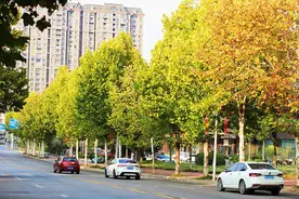 颜值高又出片，赤壁“梧桐大道”绝美上线！图片