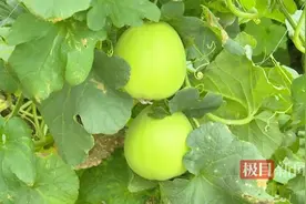湖北江陵甜瓜为啥这么甜？种植户让甜瓜变“吊瓜”实现量质双升图片