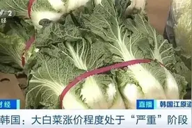 白菜价格飙升韩国再现“泡菜危机”？在韩留学生：最贵时一公斤卖到60多元图片