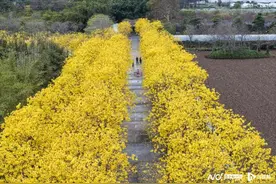 广州番禺海傍的黄花风铃林足有千米长，本周末是最佳打卡时间图片