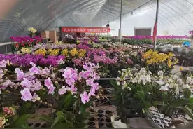 “颜值”变“产值” 沈阳苏家屯区多措并举抢抓“美丽经济”图片