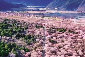 4月3日林芝桃花节登场 三地携手共促桃花经济图片