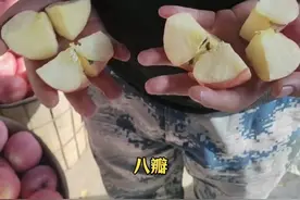 烟台苹果有多脆？徒手就能掰八瓣，清脆声诱人图片