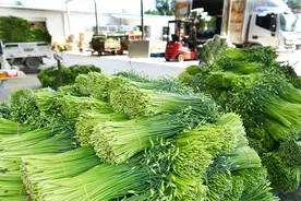 河北肃宁：韭菜种植铺就增收路图片