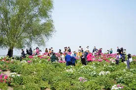 4月1日至5月6日  2025第七届太白湖牡丹节迎春盛放图片