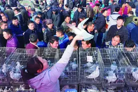 读城记·德州|恩城鸽子会：绵绵五百年的“人间烟火”图片