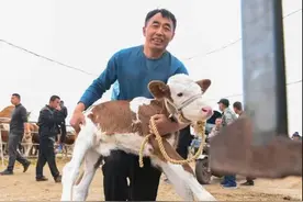 中国北纬47度上的“牛经济”图片