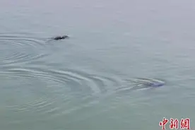 江豚春游候鸟留 洞庭湖生态治理还有何目标？图片