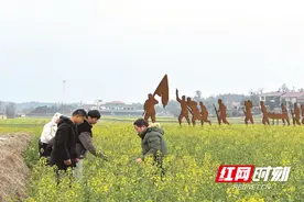 “农医生”下田，为油菜生产“把脉问诊”图片