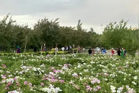 托克逊县：公园芍药绽放，市民心花怒放图片