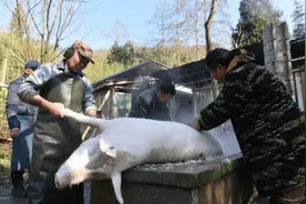 【散文】崇州大坪村的腊肉香‖龚克华 邓必强图片