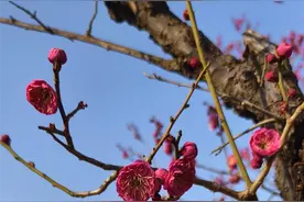郑州4小时气温上升8.8℃！本周河南气温或超过20℃图片