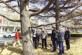 市林检站在安宁区调查树木健康情况图片